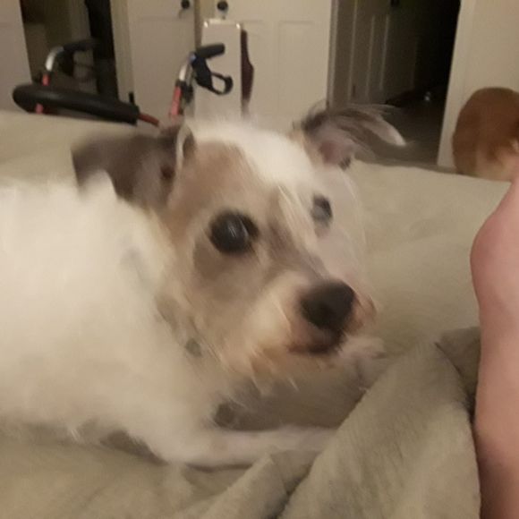 Meet your Posher, Connie gregory herbert - Picture 1 of 1